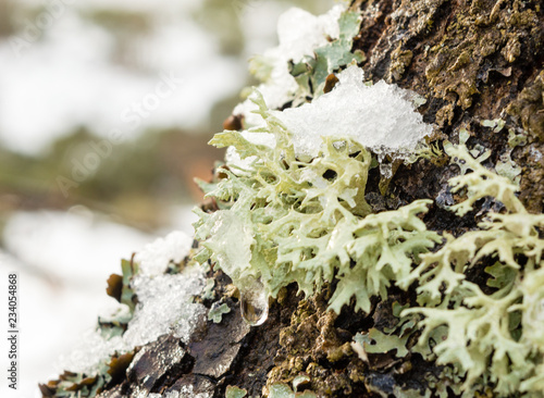 Close up of fallen tree with mushrooms and lichen growing in it. Snow covered.