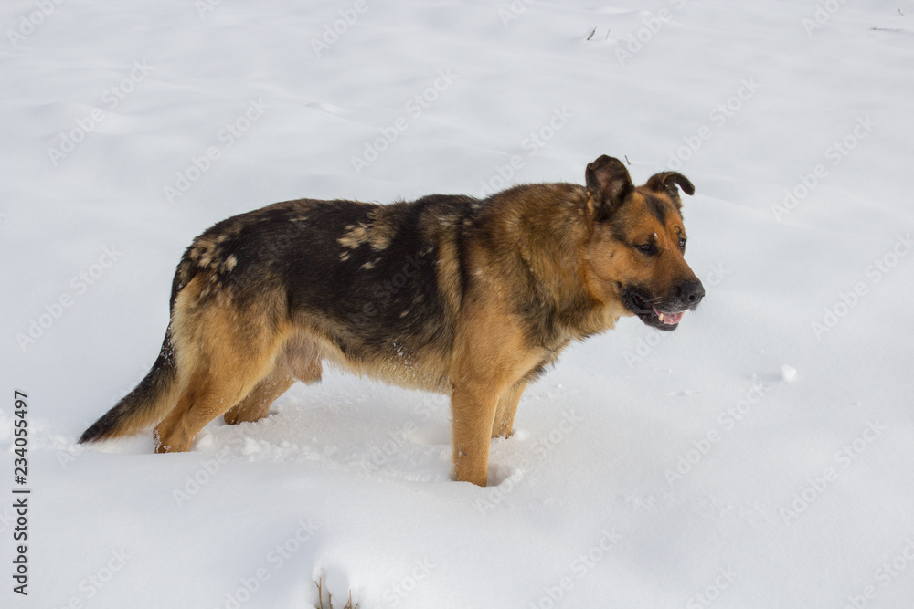 Naklejka premium rescue dog in the winter,tired dog looking for a man in the winter in the snow