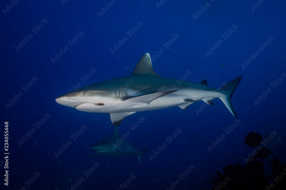 Grey reef shark with fish hook Grey reef shark with fish hook