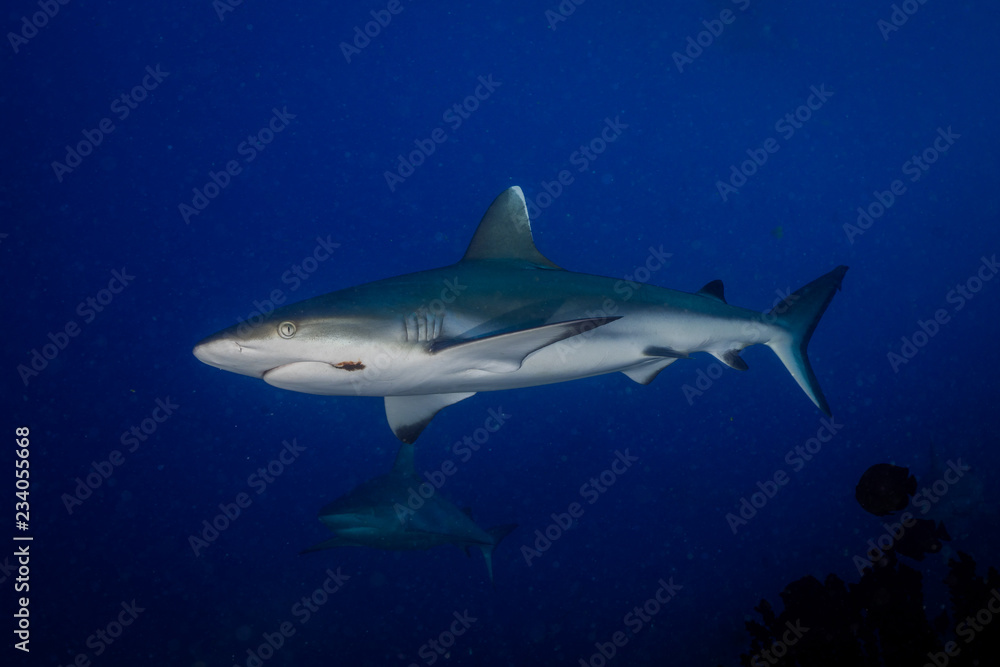 Naklejka premium Grey reef shark with fish hook 