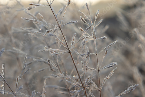 Eingefrorene Gräser © Annibell82
