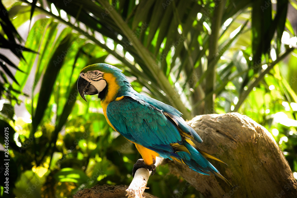 parrot