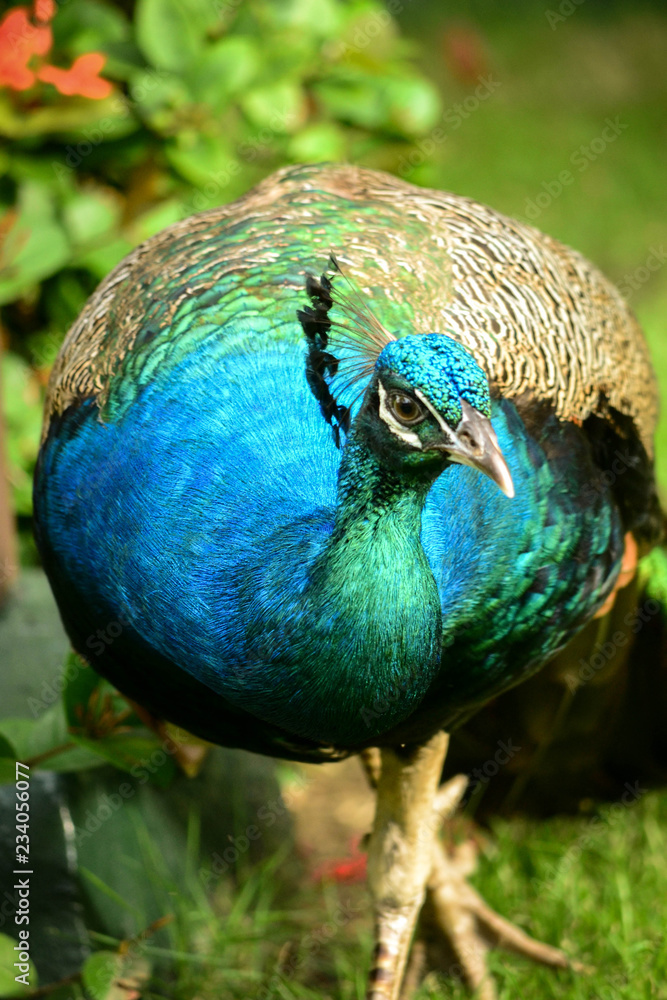 parrot