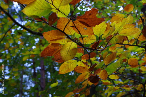 Foto Buntes Buchenlaub im Herbst
