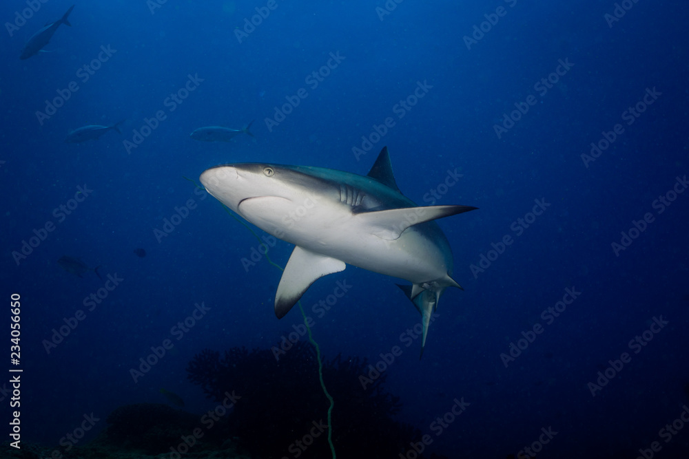 Grey Reef Shark Profile 