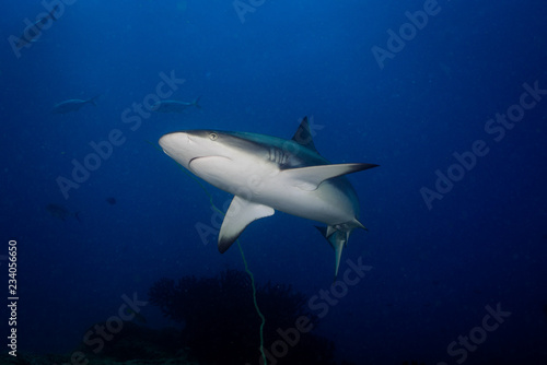 Grey Reef Shark Profile 