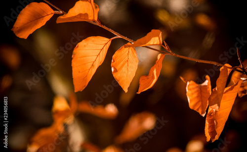 Herbst Blatt / Autumn Leaf