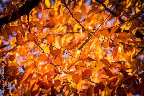 Herbst Blatt / Autumn Leaf