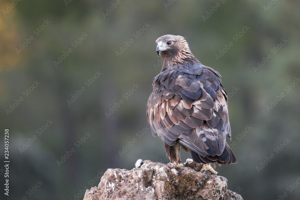 Golden eagle (Aquila chrysaetos), Andalusia, Spain Golden eagle (Aquila chrysaetos), Andalusia, Spain