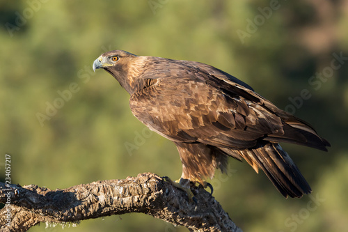 Foto Golden eagle (Aquila chrysaetos), Andalusia, Spain