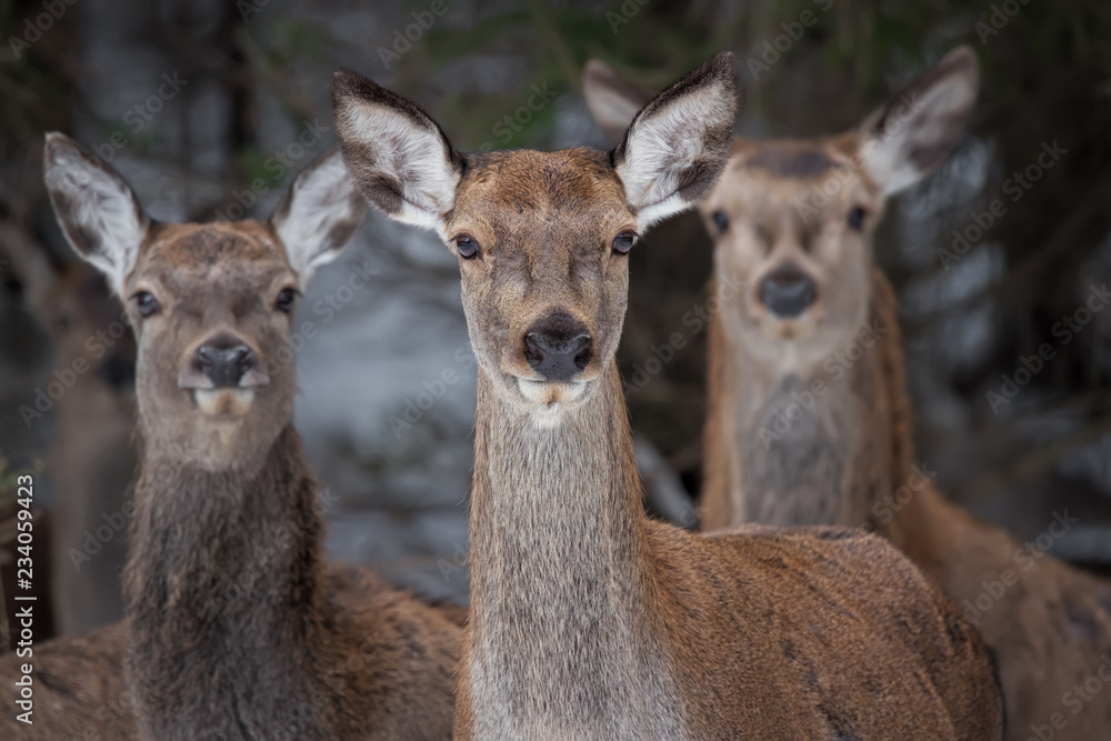 Great Trio: Three Curious Females Of The Red Deer  Cervidae, Cervus Elaphus  Are Looking Directly At You, Selective Focus On The Central Animal . Christmas Story From The Wild Nature Of Belarus.