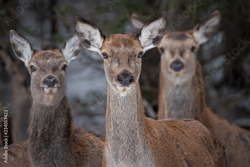 Obraz na płótnie Great Trio: Three Curious Females Of The Red Deer Cervidae, Cervus Elaphus Are Looking Directly At You, Selective Focus On The Central Animal . Christmas Story From The Wild Nature Of Belarus. w salonie