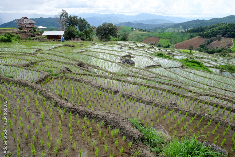 paddy rice field at the northern of Thailand