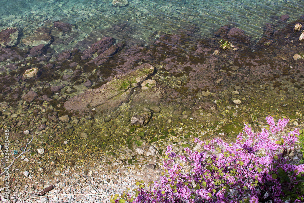 Purple flowers on the stone coast by the sea Purple flowers on the stone coast by the sea