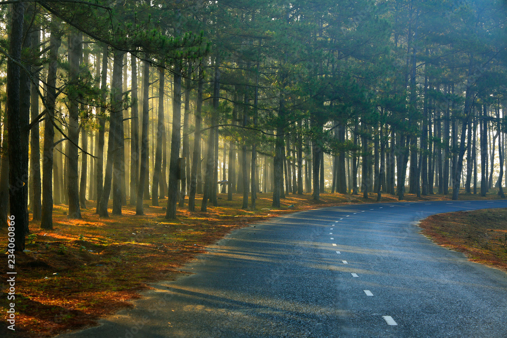 Obraz premium Pine forest in sunlight