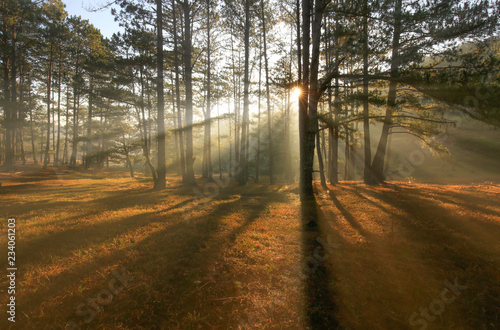 Fototapeta Naklejka Na Ścianę i Meble -  Fantastic foggy forest with pine tree . Beauty world