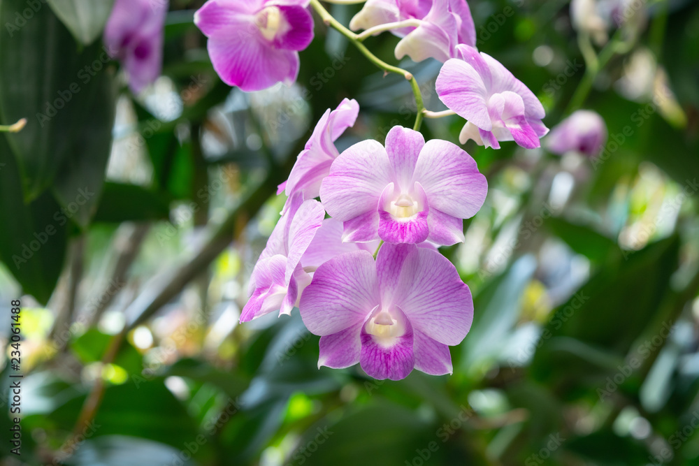 Close Up beautiful purple orchids flower blooming in the garden, Nature Background Close Up beautiful purple orchids flower blooming in the garden, Nature Background