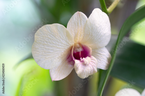 Close Up beautiful Purple and White Orchids flower blooming in orchid garden  Nature Background