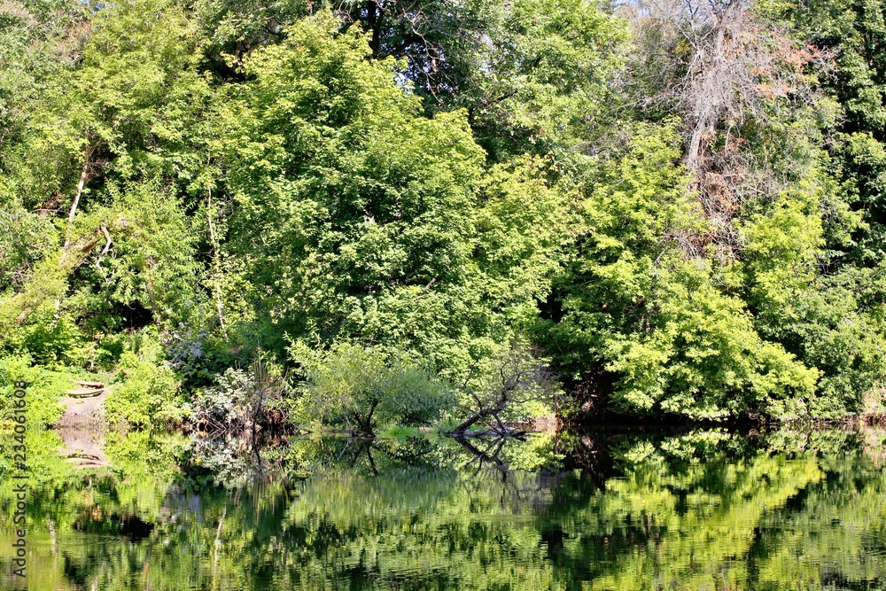 Fototapeta premium River Bank in the forest