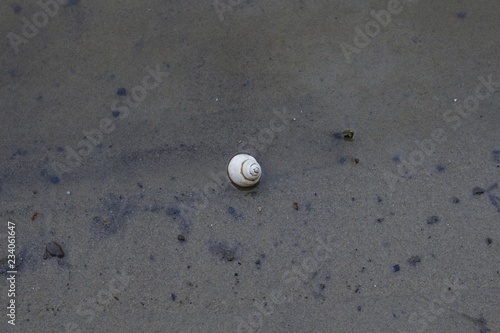 Shell on sand