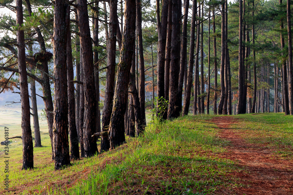Fototapeta premium Pine forest in sunlight
