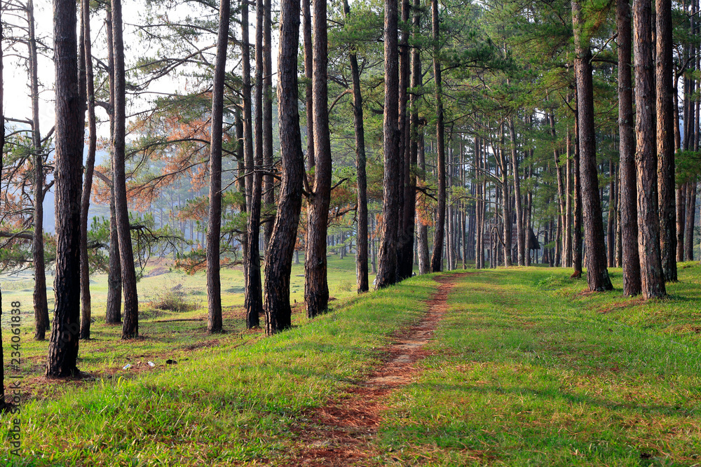 Obraz premium Pine forest in sunlight