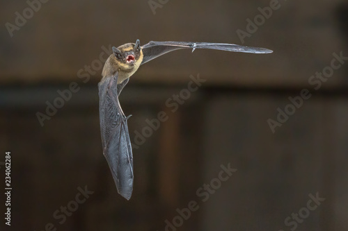 Flying Pipistrelle bat on wooden loft