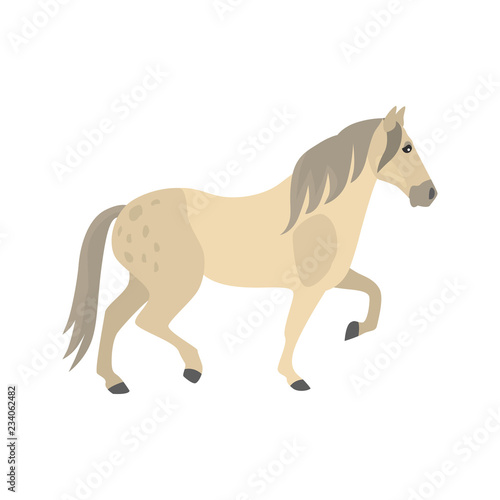 Andalusian horse color vector icon. Flat design