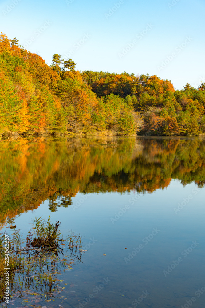 ダム湖に映る紅葉した木々の反射像と青空のコラボが美しい