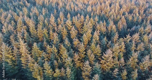 Slow Drone Shot of a Scottish Forest with Sunlight Breaking Through