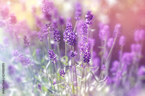 Lavender flower, beautiful lavender flower in summer