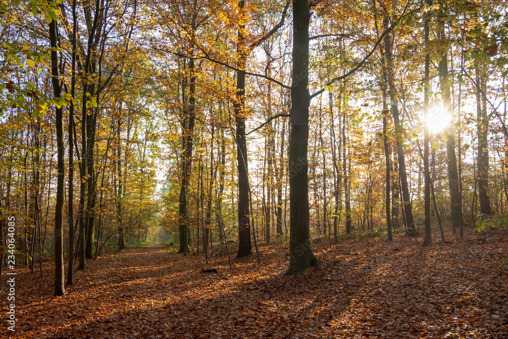 Paysage d'automne, forêt de Meudon, Clamart, France