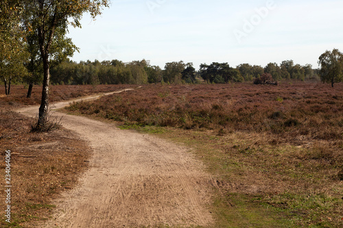 Sandy track through withered heath in Maasduinen National Park, Limburg, Netherlands