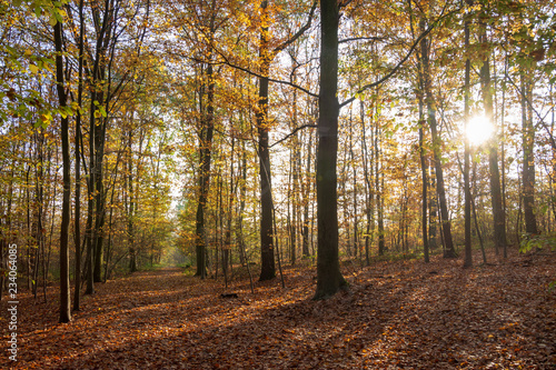 Paysage d'automne, forêt de Meudon, Clamart, France © HJBC