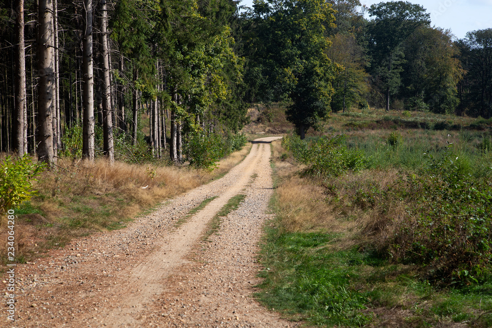Obraz premium Sandy track through forest in Meinweg National Park, Limburg, Netherlands
