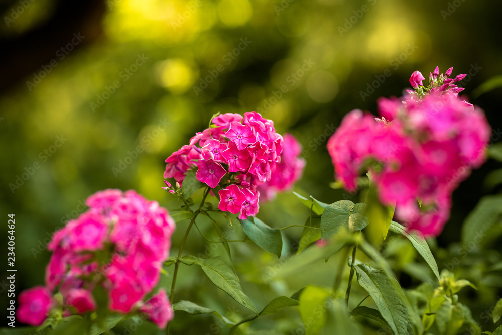 Gartenblumen mit weichem Hintergrund Gartenblumen mit weichem Hintergrund