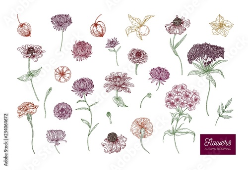 Autumn vector blooming flowers on white background in lines. Colored natural vector illustration hand drawn. Decorative design element, seasonal decoration.