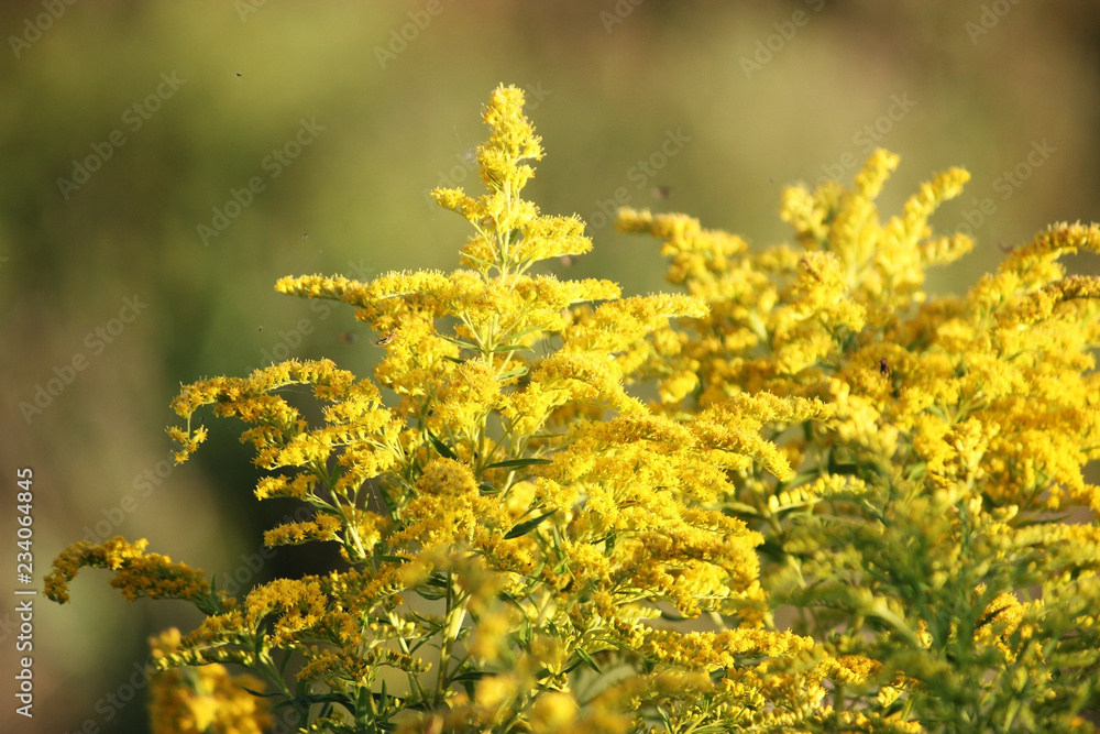 yellow beautiful wild flowers yellow beautiful wild flowers