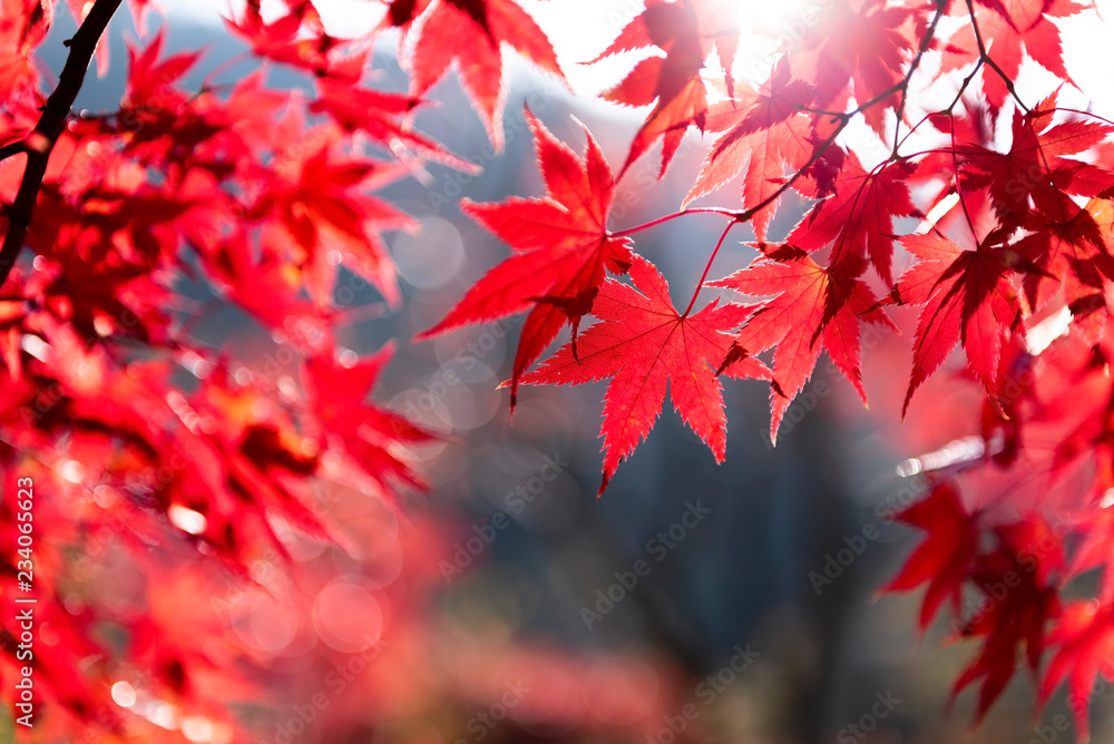 Colorful maple leafs during Autumn season at Naejangsan National Park, South Korea. Beautiful Autumn in South Korea. Colorful maple leafs during Autumn season at Naejangsan National Park, South Korea. Beautiful Autumn in South Korea.
