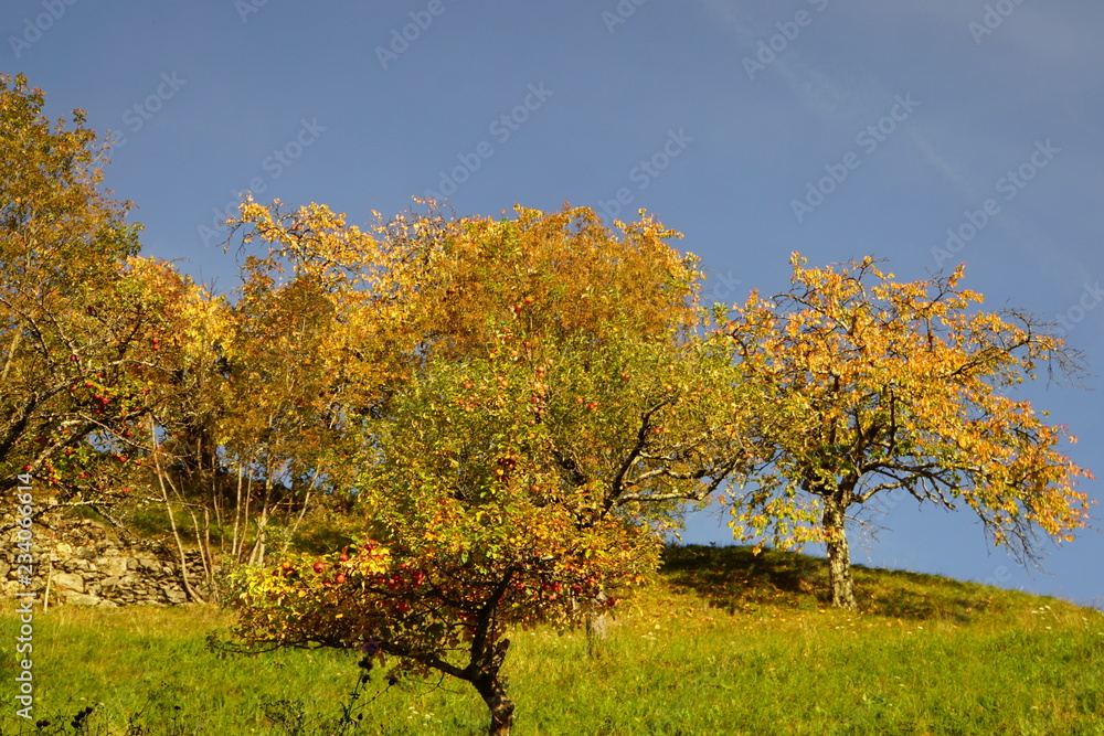 Fototapeta premium Fall