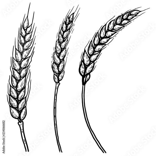 Set of hand drawn illustrations of wheat spikelets. Design element for poster, label, card, emblem, banner.