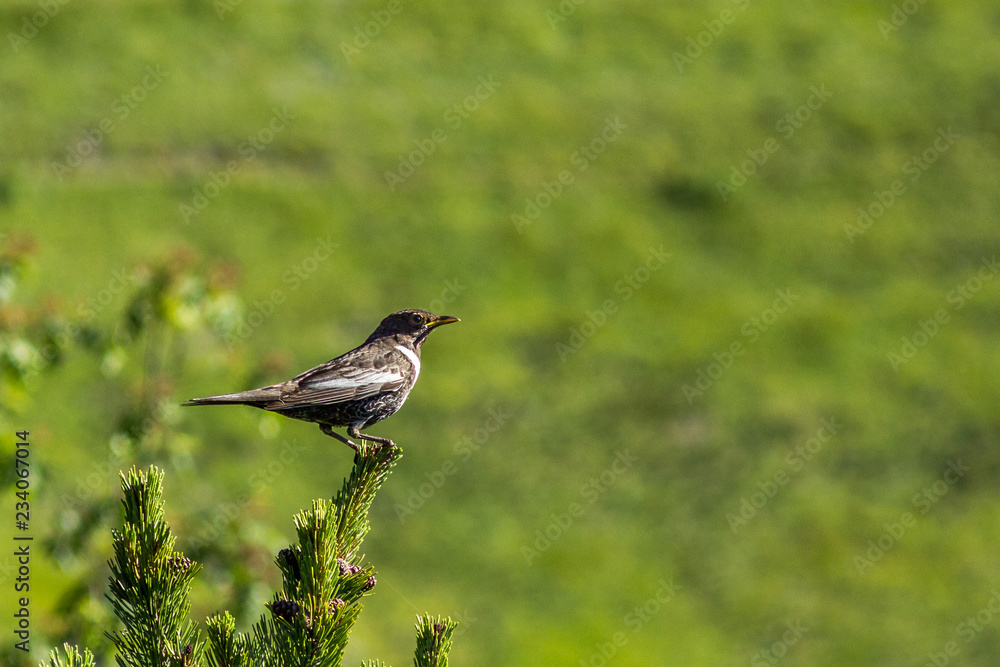 A bird on the top of the tree A bird on the top of the tree