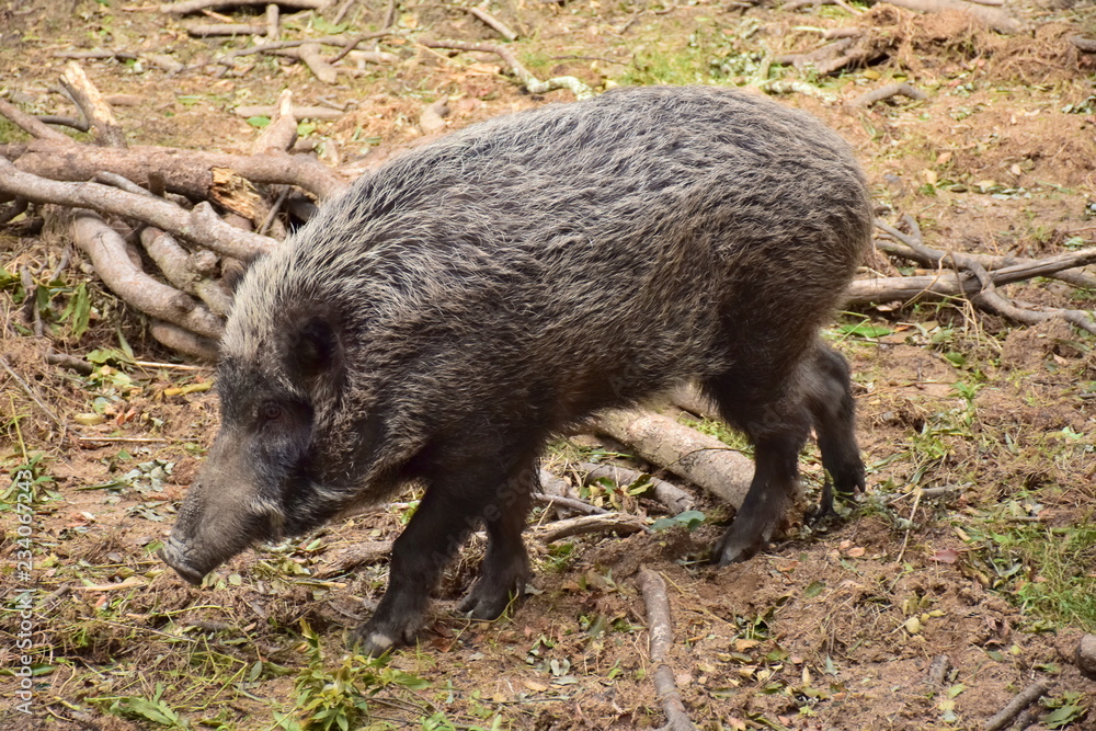 いの爺い〜Boar いの爺い〜Boar
