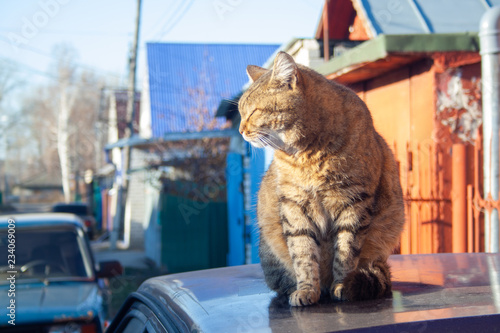 Tabby cat
