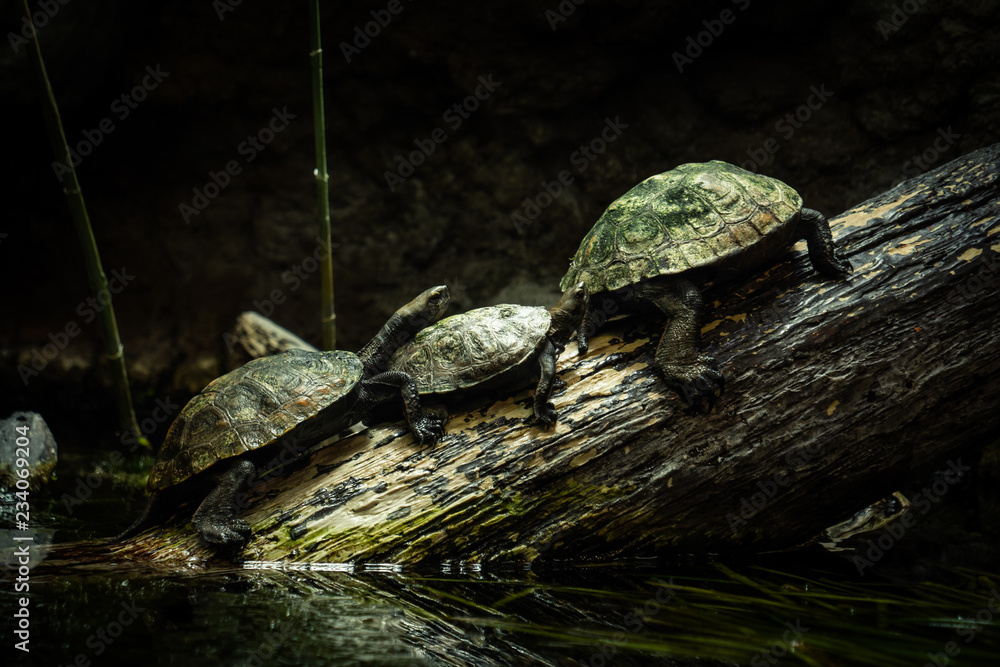 Obraz premium Trois tortues