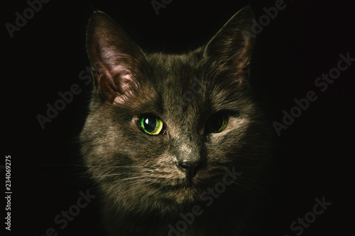 Gray cat portrait on black background