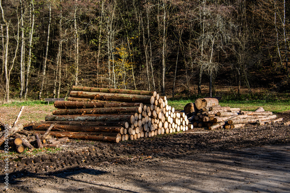 Gefällte Holzstämme am Waldrand