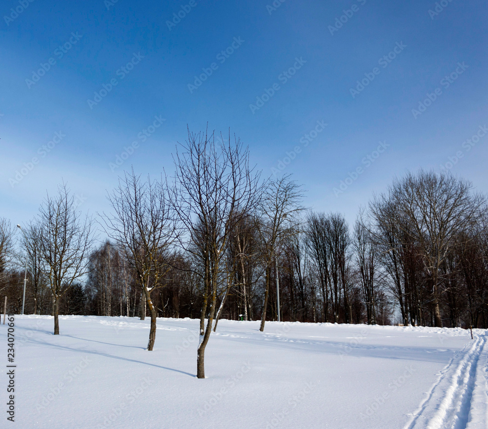 Winter landscape in the park Morning ski run on white snow against the blue sky Winter landscape in the park Morning ski run on white snow against the blue sky
