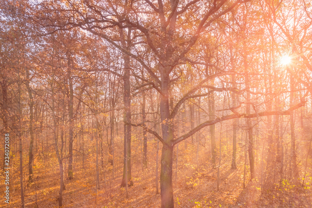 Sonne im Wald, Goldener Herbst Sonne im Wald, Goldener Herbst