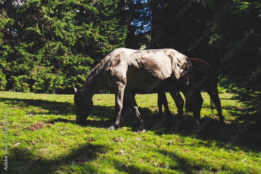 Fototapeta premium A herd of wild horses in the mountains. Ukrainian Carpathian Mountains. Hills and mountain peaks. Fabulous look.
